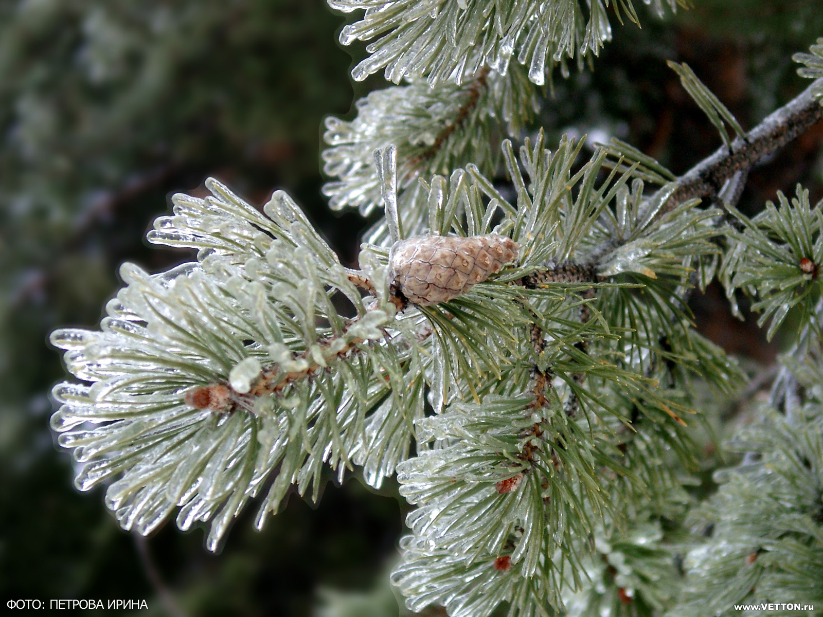 Fur tree